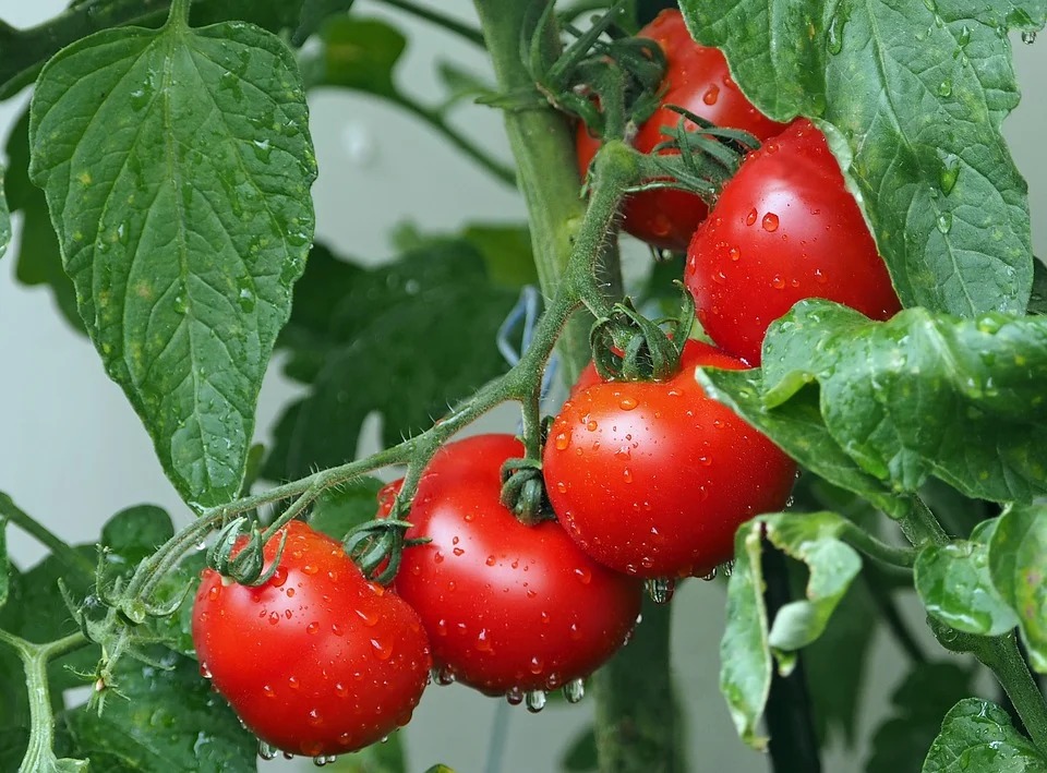 トマト 栽培